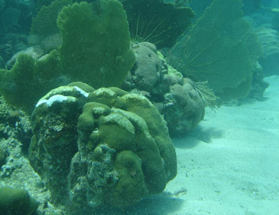 corail étoilé vue générale 400