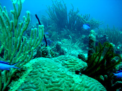 corail cerveau labyr 400