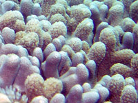 corail digité vignette