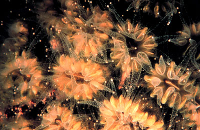 corail fleur_400