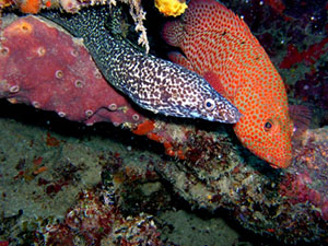 couple-murene-et-merou