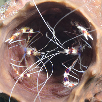 CREVETTE-DANS-EPONGE 400