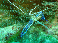 crevette de Pederson