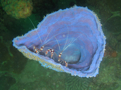 crevettes netoyeuses dans eponge bleu 400