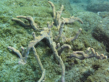 Éponge corde pores alignés