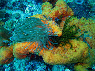 Recouverte d'une anémone