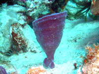 éponge-vase fluorescente