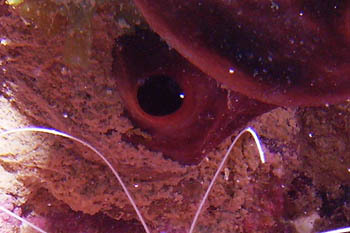 On voit sur ce plan rapproché l'éponge émerger du corail