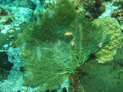 eventail et dollar caraibes 400