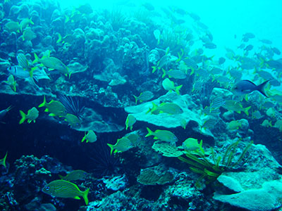 gorettes banc principal