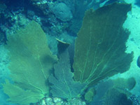 gorgone eventail vignette