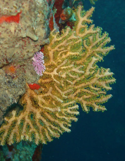 gorgone rousse jaune 400