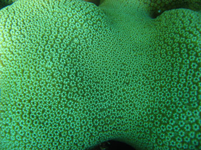 grand corail étoilé 400 détail