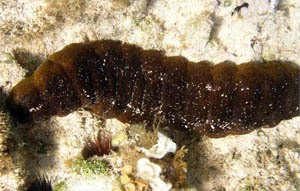 holothurie mexicaine