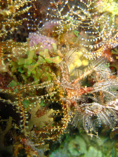 hydraire -algues des Antilles 400