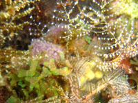 hydraire -algues des Antilles vignette