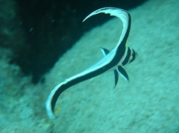juvenile