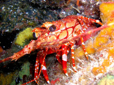 langouste a bandes 400