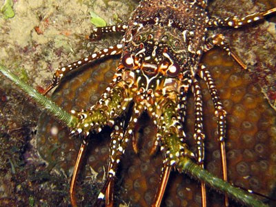 langouste mouchetée 400