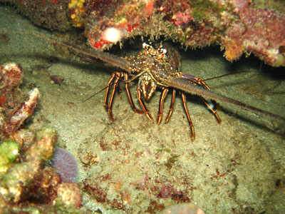 Langouste royale 400-1