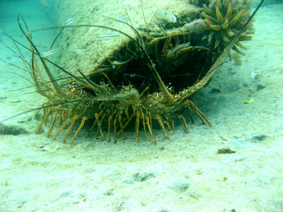 LANGOUSTES en famille 400