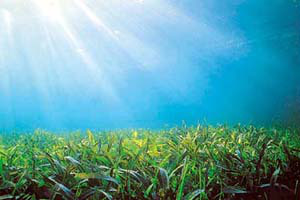 les herbes de la mer