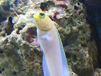 marionnette tête d'or