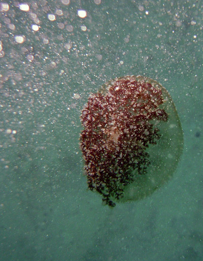 Meduse oeuf au plat 400