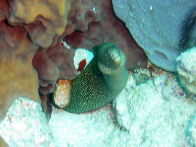 murène porcelaine verte1