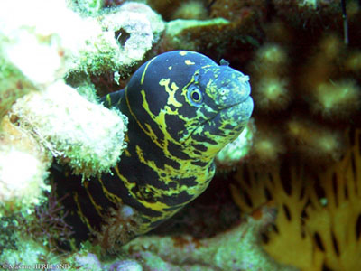 murene-gueule-pavee 1