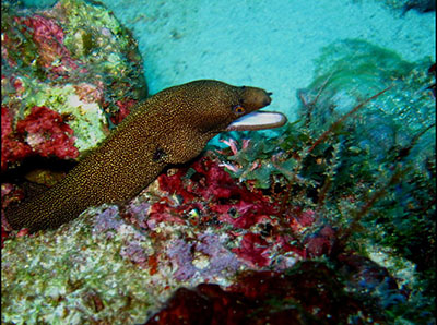 murene porcelaine-doree 2