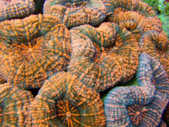 mussa-angulosa-details