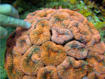 mussa-angulosa-et-echelle