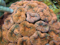 mussa-angulosa-vignette