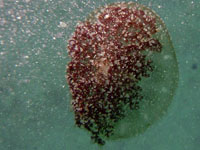 méduse oeuf au plat