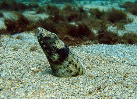 L'ophichtus, poisson serpentiforme vivant dans le sable.