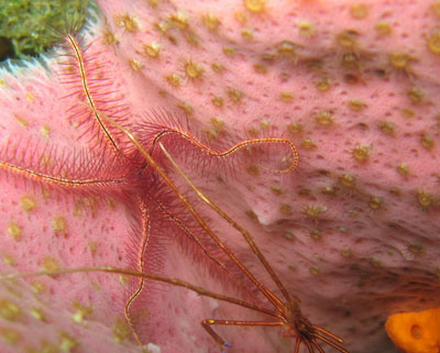 En bas à droite, on aperçoit un crabe-flèche