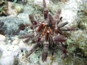 oursincrayonmartinique