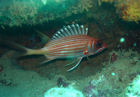 poisson soldat à longue épine