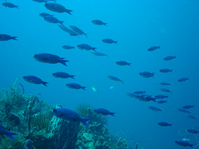 poissons bouteilles principale