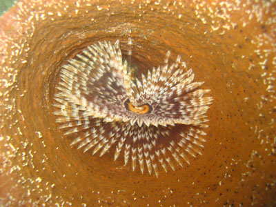 sabelle 400 dans tube 5