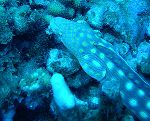 serpentine gros plan 2