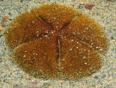 En partie désensablé