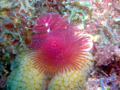 spirobranche-arbre-de-noel 400