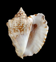 strombe aile de fauconR°