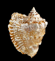 strombe aile de fauconV°