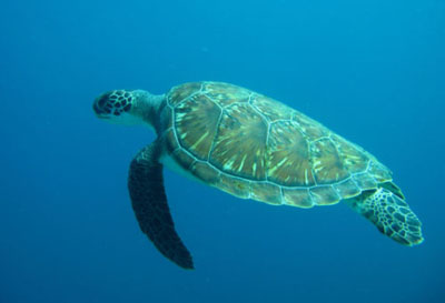 tortue-en-pleine-eau 400