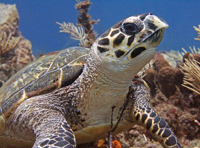 tortue gros plan 400