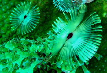 vers-tubicole-fendu1