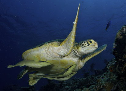 remoras sous tortues